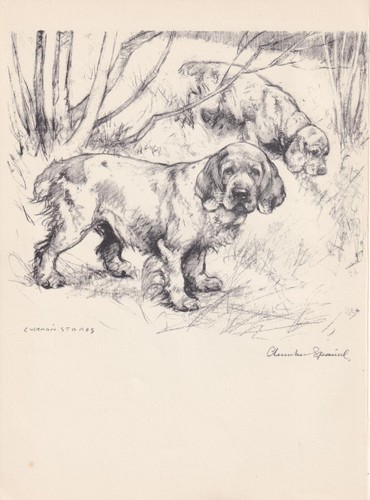 1938 clumber spaniel dog - 1938,