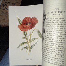 Wild Familiar Flowers By F