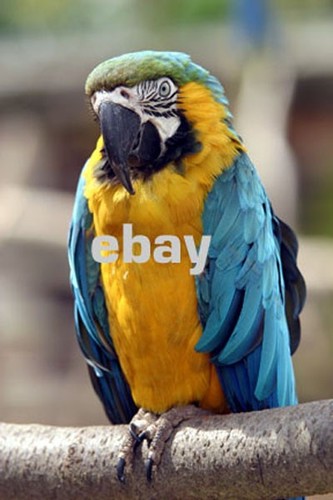 Macaw parrot wall art - macaw,