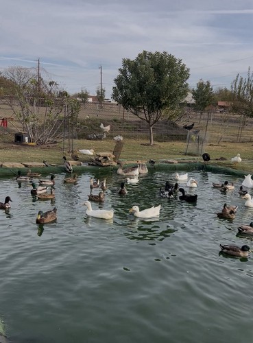 Fertilize ducks eggs - fertilize,