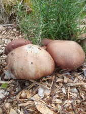 Wine Cap Mushroom Grow Kit