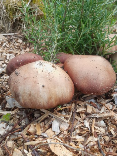 Wine cap mushroom - wine,