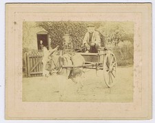 Old Man Riding in a Donkey