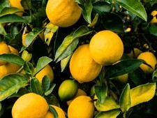 1x "Genoa Lemon" Tree Fruit