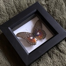Real framed butterfly specimen