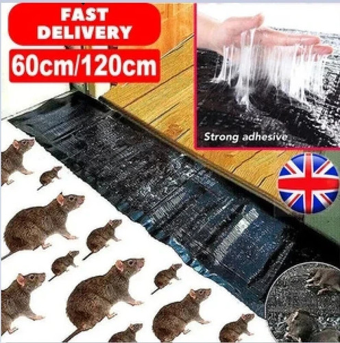 Large size mice - size, rodent