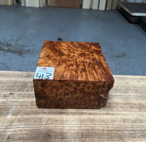 Thuya burr 5 - x, 3”