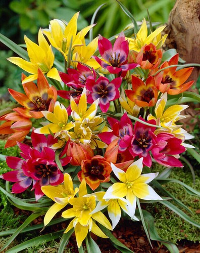 Botanical tulips bulbs corm - 10,