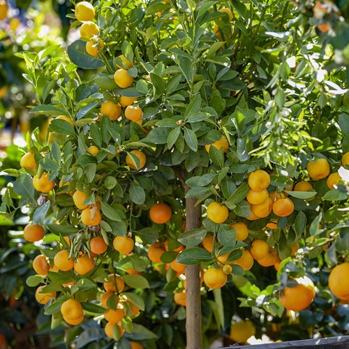 Citrus calamondin panama - calamondin, 'panama