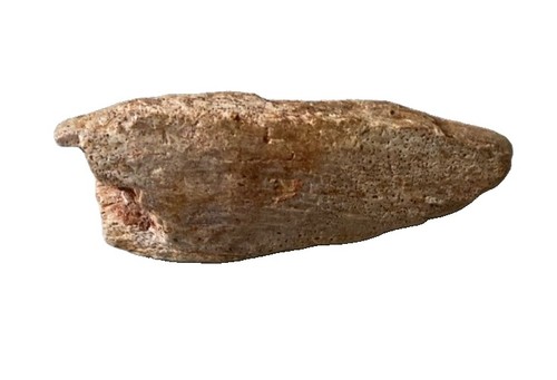 Authentic 100 mya mawsonia - mya,