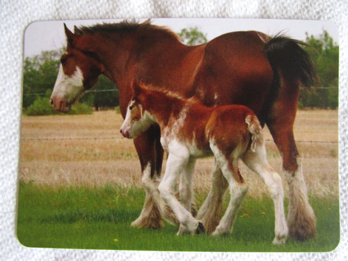 Horse swap card - swap, card~modern