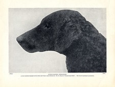 CURLY COATED RETRIEVER HEAD