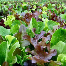 Mixed Lettuce Mesclun Seeds