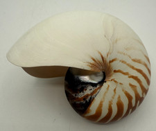 Large Striped Nautilus Chamber
