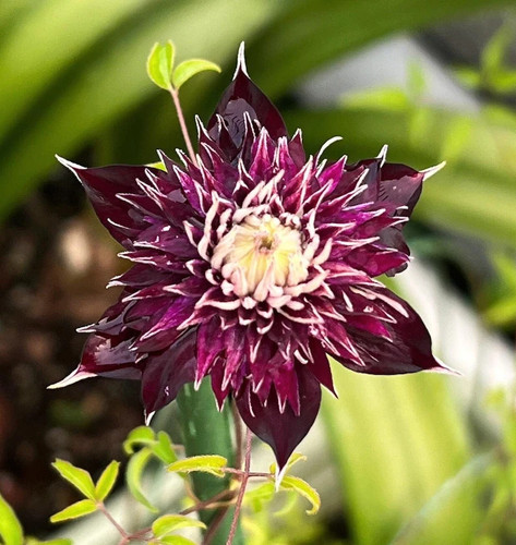 Clematis seeds flower seed - clematis,