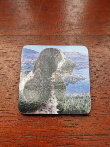 Blue roan cocker spaniel - cocker,