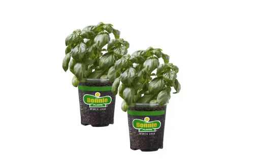 Sweet basil herb plant - herb,
