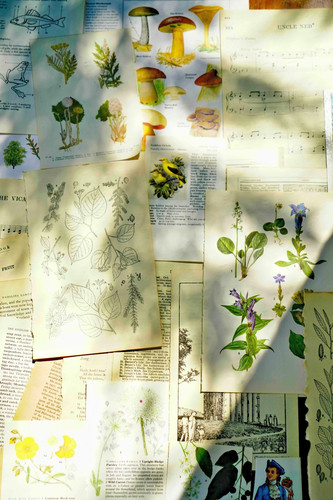 Pieces vintage botanical - 40+,