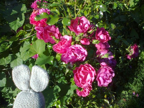 One pink repeat flowering - one,
