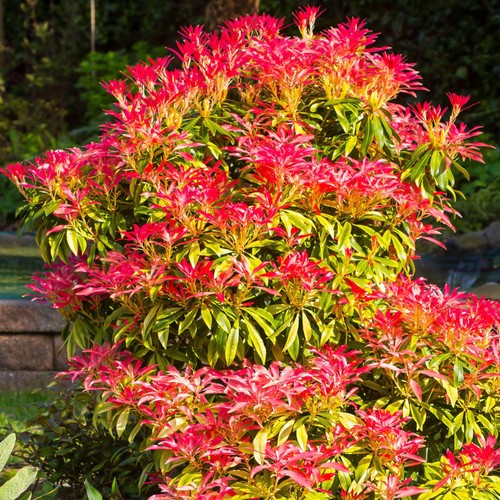 Pieris japonica mountain fire - pieris,