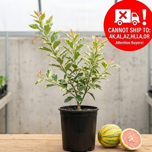 Variegated pink eureka lemon - eureka,