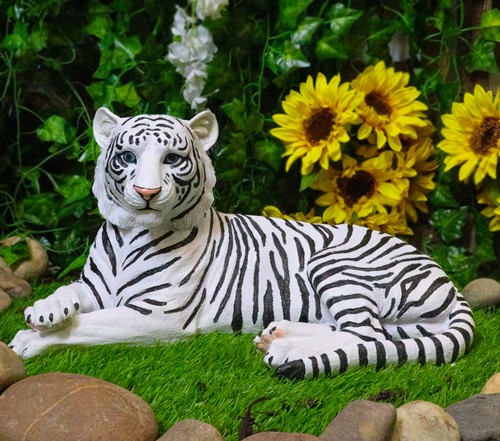 Large siberian ghost white - siberian,