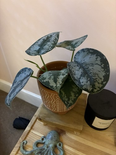 Scindapsus pictus exotica - scindapsus,