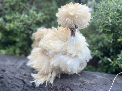 Buff silkie satin - 6+, satin,