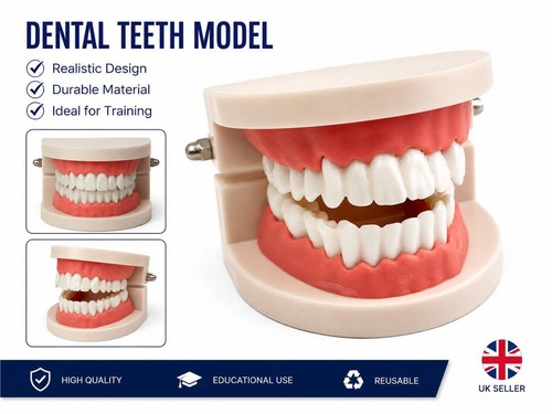 Pcsteeth model dental care - dental,