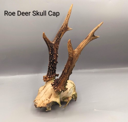 Roe deer skull - deer, cap,