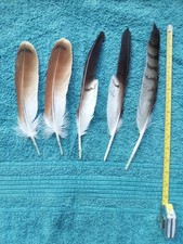 5 Redtail Buzzard   / Hawk Feathers / Feather Crafting, Hats, Naturally Sourced