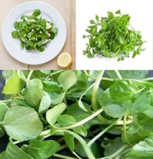 Watercress Seeds 2500+  | Nasturtium Officinale | Vitamins | Same Day Dispatch