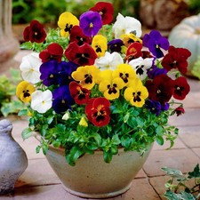 Winter Flowering Viola Mix in