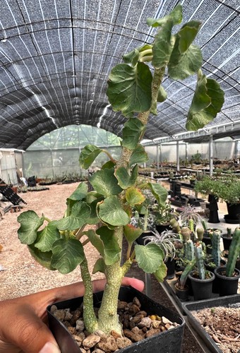 Dorstenia gypsophila from