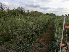 English grown APPLE TREES bare root 4ft November delivery