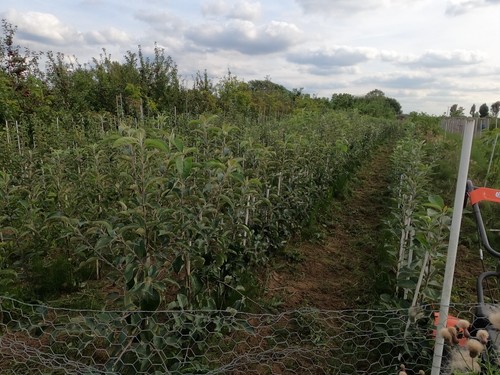 English grown apple trees bare - english,