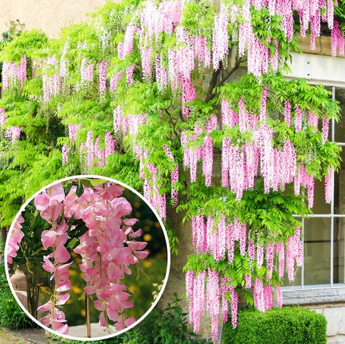 Wisteria rosea pink - wisteria, |