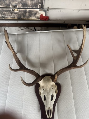 Wild fallow deer - fallow, antlers