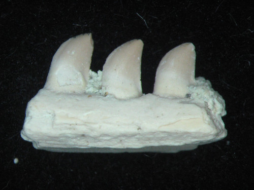 Permian mycterosaurus - permian,