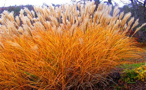 Orange pampas grass - orange,