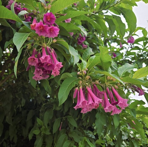 Iochroma pink princess rare - iochroma,