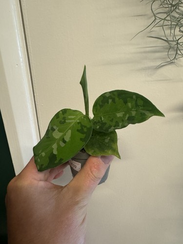 Aglaonema pictum tricolor - pictum, rare