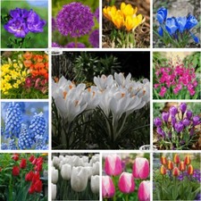English garden flowers mixed - english,