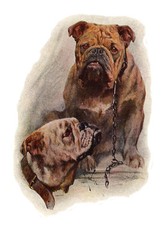 BULLDOG CHARMING DOG GREETINGS NOTE CARD TWO BEAUTIFUL DOGS HEAD STUDY #4