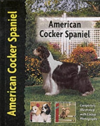 American cocker spaniel - cocker, (dog