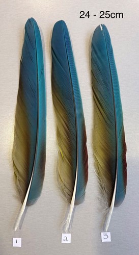Parrot macaw feather crafts - feather,