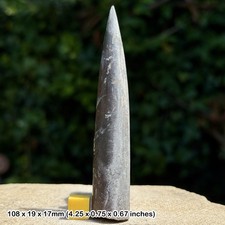Belemnite – Belemnites explanatus Fossil, Kellaways Beds, Callovian, Jurassic: