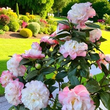 Camellia Nuccio's Jewel in 3L