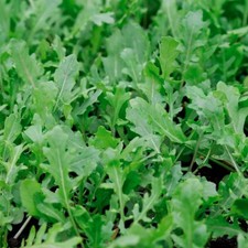 6 x Multisown Wild Rocket Plug Plants – Fast-Growing, Strong Peppery Leaves