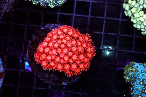 Vibrant red goniopora colony - goniopora,